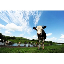 風(fēng)吹草地見牛羊？NO! 還能見我們的廚房設(shè)備